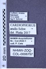 Etiketten zu Cardiophorus analis (Schwarz, 1892) (NHMW-ZOO-COL-0006797)